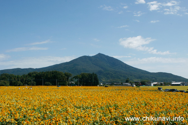 あけのひまわりフェスティバル (宮山地区) [2012年9月7日撮影]