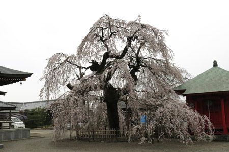 延命寺の樹齢300年のしだれ桜 [2013年3月25日撮影]