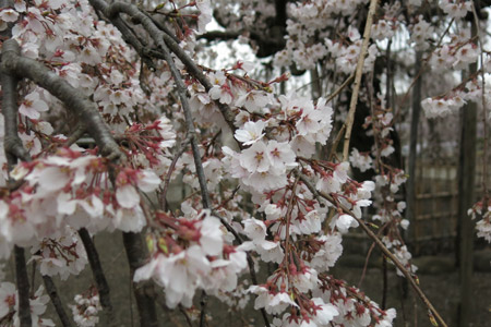 延命寺の樹齢300年のしだれ桜 [2013年3月25日撮影]