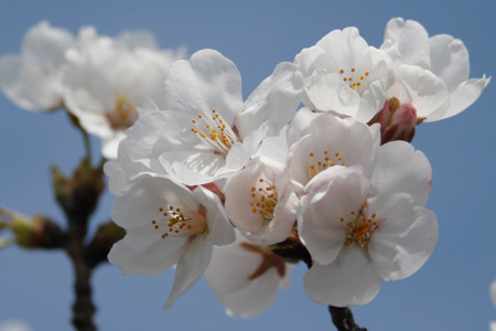 下岡崎近隣公園のさくら [2013年3月26日撮影]