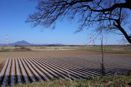 広大な鬼怒川河川敷きの畑 [2014年3月22日撮影]