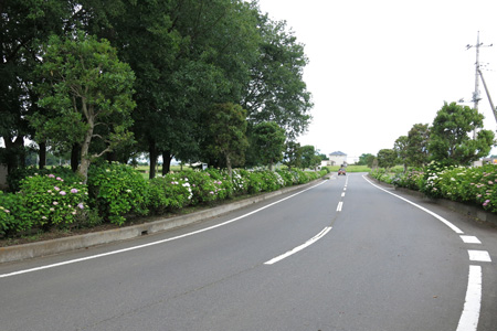 県西生涯学習センター前のあじさい [2014年6月10日撮影]