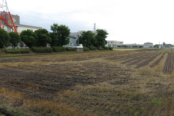 国土交通省下館河川事務所の裏に群れるムク鳥(たぶん) [2014年6月27日撮影]