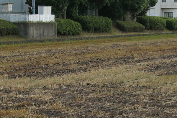 国土交通省下館河川事務所の裏に群れるムク鳥(たぶん) [2014年6月27日撮影]