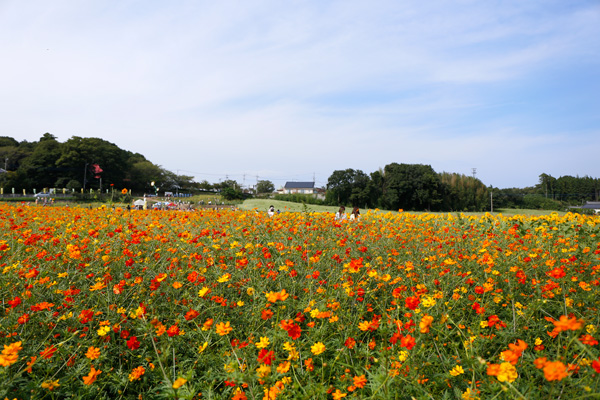 あけの ひまわりフェスティバル [2014年9月6日撮影]