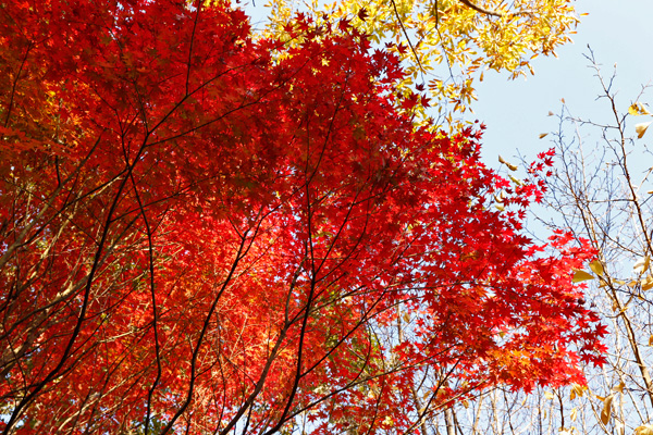 紅葉で染まった県西総合公園のもみじ [2014年11月16日撮影]