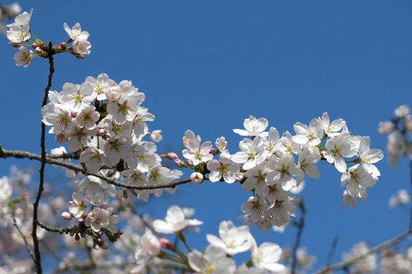 明野公民館の見たこともない桜 [2015年3月31日撮影]