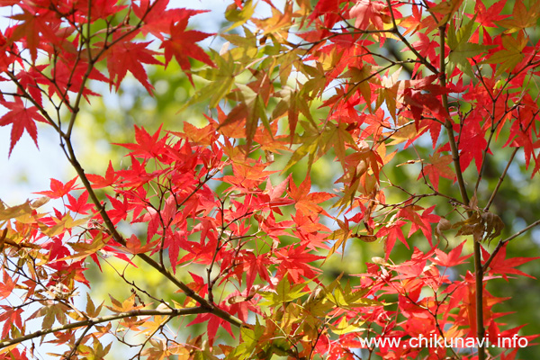 県西総合公園の紅葉 [2015年11月1日撮影]