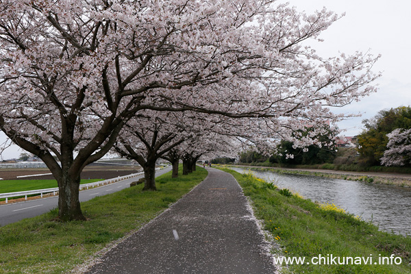 勤行川の土手、桜づつみのさくら [2016年4月8日撮影]