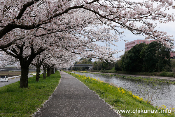 勤行川の土手、桜づつみのさくら [2016年4月8日撮影]