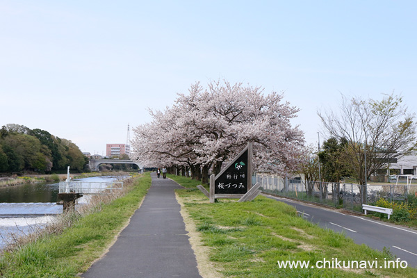 勤行川の土手、桜づつみのさくら [2016年4月9日撮影]