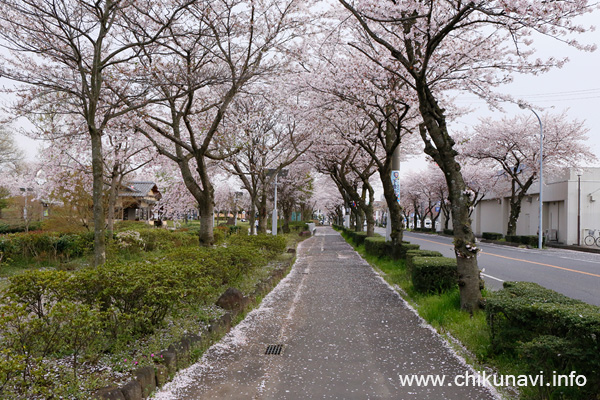 下岡崎近隣公園のさくら [2016年4月9日夕方撮影]