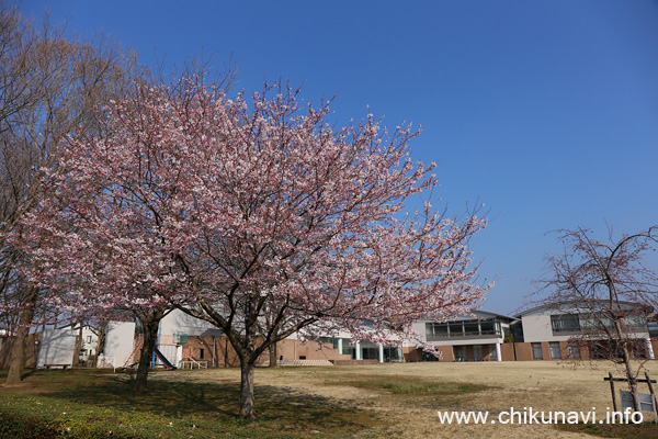 県西生涯学習センターのさくら [2017年4月6日撮影]