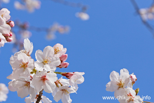 下岡崎近隣公園のさくら [2017年4月6日撮影]