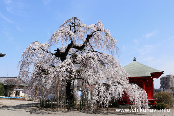 延命寺のさくら [2018年3月26日撮影]