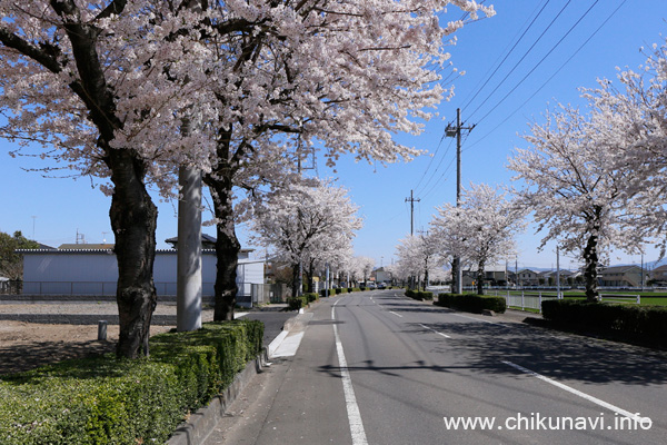 下館駅南の桜 [2018年3月30日撮影]