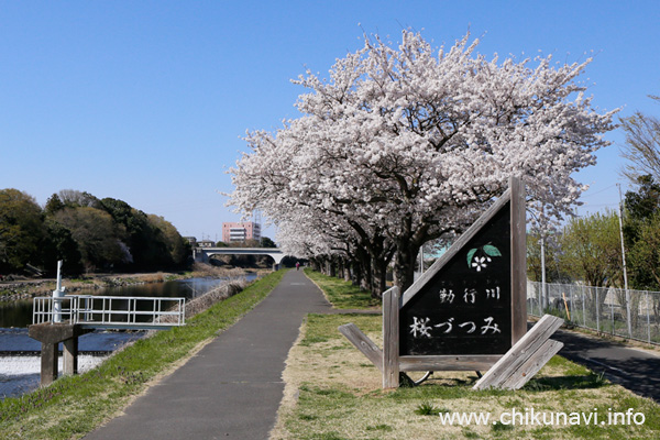 勤行川桜づつみの桜 [2018年3月30日撮影]