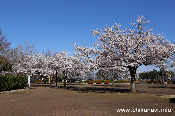 県西総合公園 クラブハウス近くの桜 [2018年3月30日撮影]