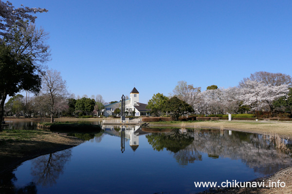 県西総合公園の桜 [2018年3月30日撮影]