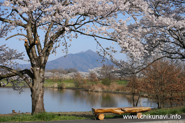 母子島遊水地の桜 [2018年3月31日撮影]