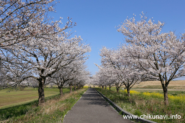 母子島遊水地の桜 [2018年3月31日撮影]