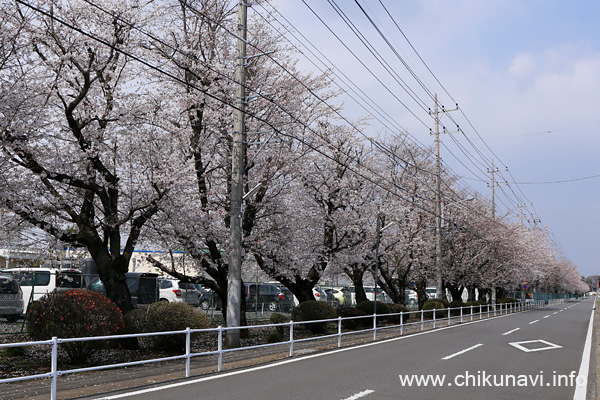 昭和電工マテリアルズ株式会社の桜 [2021年3月26日撮影]