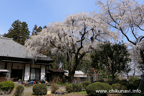 正法山観音院の樹齢150年のしだれ桜 [2021年3月27日撮影]