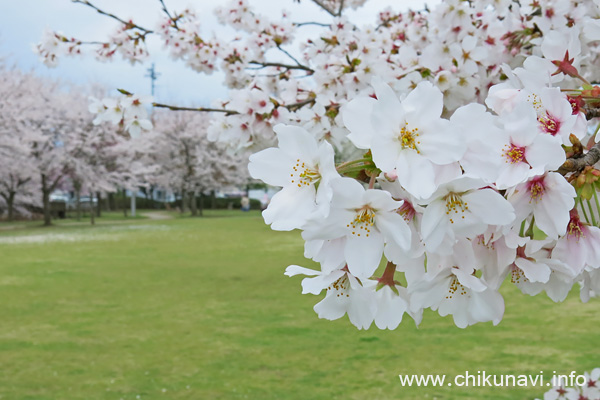 下岡崎近隣公園のさくら [2021年3月28日撮影]