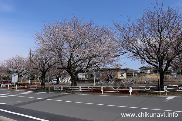 １～５分咲きの大田郷駅前の桜 [2022年3月28日撮影]