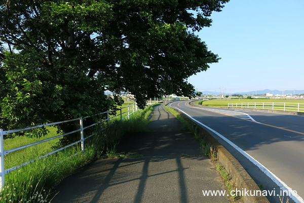 野殿橋近くの木の歩道に垂れ下がった枝 [2022年5月11日撮影]