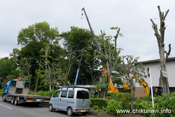 県西生涯学習センターの樹木の剪定 [2022年5月12日撮影]