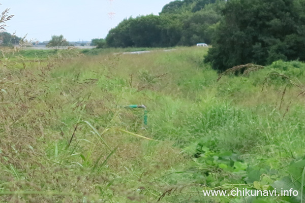 草がボウボウの大谷川の土手の上 [2022年9月11日撮影]