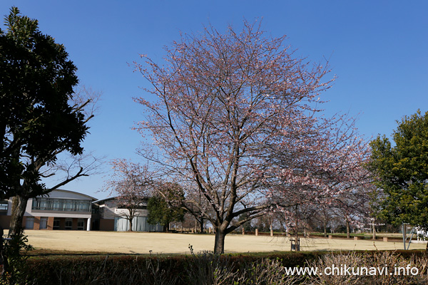 県西生涯学習センターのさくら       [2023年3月20日撮影]