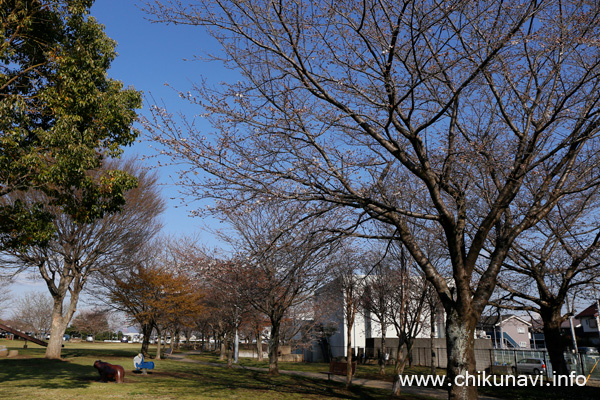 下岡崎近隣公園のさくら             [2023年3月20日撮影]