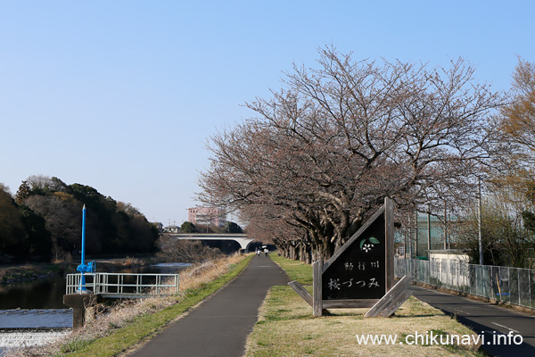 勤行川 桜づつみのさくら            [2023年3月20日撮影]