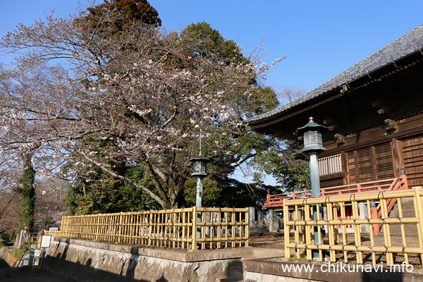 観音寺 (中館観音) のさくら         [2023年3月20日撮影]