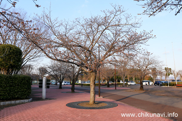 県西総合公園のさくら               [2023年3月20日撮影]