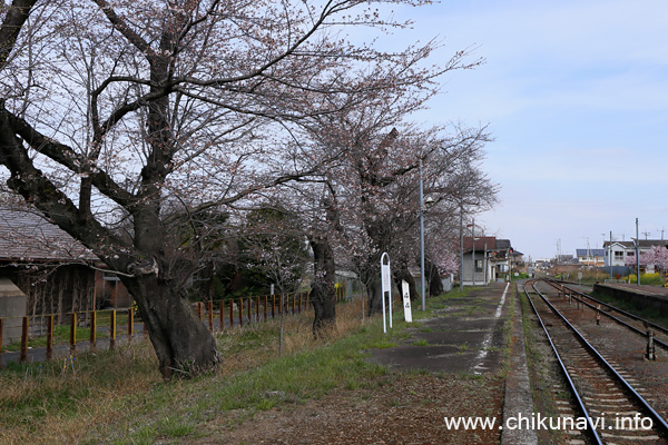 黒子駅のさくら             [2023年3月21日撮影]