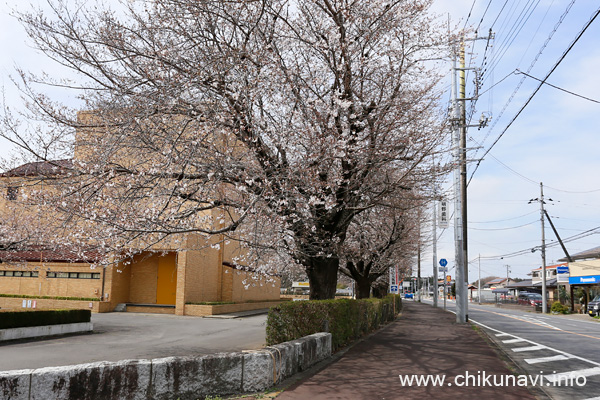 明野中央公園 (明野公民館) のさくら [2023年3月21日撮影]