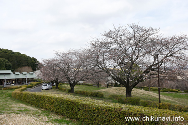 宮山ふるさとふれあい公園のさくら   [2023年3月21日撮影]