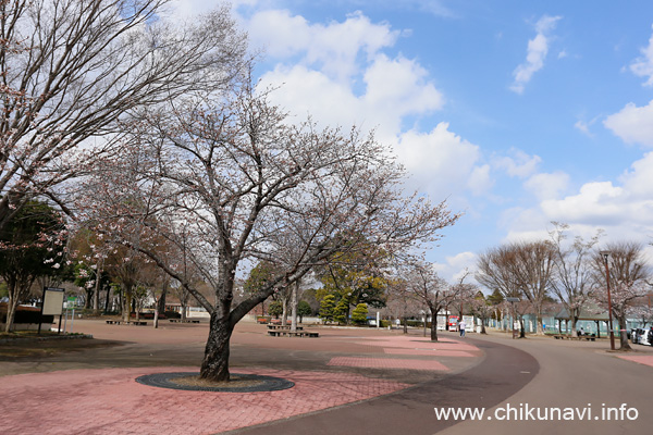 県西総合公園のさくら               [2023年3月21日撮影]