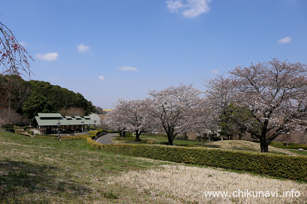 宮山ふるさとふれあい公園のさくら   [2023年3月22日撮影]