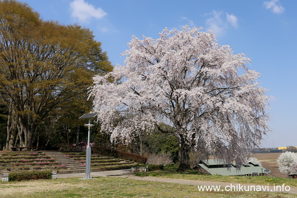 宮山ふるさとふれあい公園のさくら [2023年3月22日撮影]