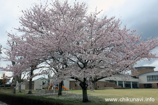 県西生涯学習センターのさくら       [2023年3月24日撮影]