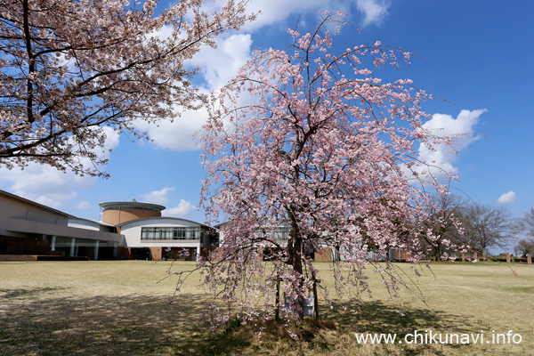 県西生涯学習センターの桜 [2023年3月29日撮影]