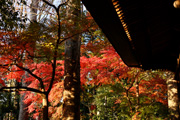 最勝寺の紅葉