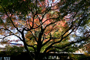 最勝寺の紅葉