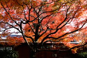 最勝寺の紅葉