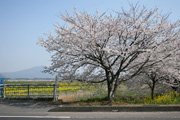 常陽製菓周辺のさくらと菜の花