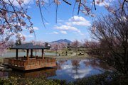 下岡崎近隣公園のさくら